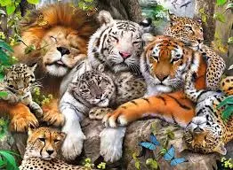 Big Cat Nap (200Xxlpc) 1
