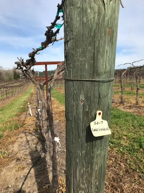 Sangiovese Futures 2